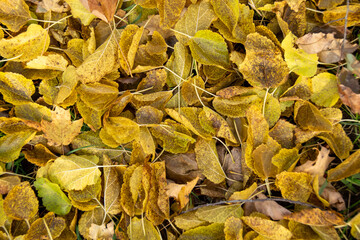 Autumn Leaves