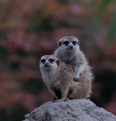 meerkat on a rock