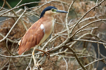 Nankeen Night Heron and branches, Victoria, Australia