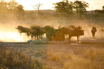 Fototapeta na wymiar Blue Wildebeests in Kgalagadi Transfrontier Park