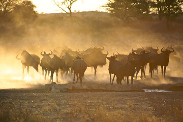 Plakat Blue Wildebeests in Kgalagadi Transfrontier Park