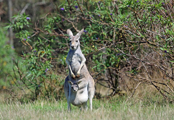 Kangaroo mother - Victoria, Australia