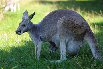 Naklejka na ściany i meble Kangaroo mother in profile - Victoria, Australia