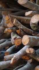 The pieces of twigs and branches were stacked irregularly