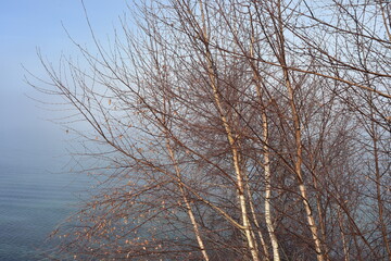 Leafless trees with white bark on trunks on shore of lake hidden by disappearing morning fog.