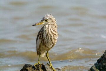 Chinese Pond heron with winter plumage perching at the stone at Shenzhen Bay, China