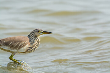 Chinese Pond heron with winter plumage perching at the stone at Shenzhen Bay, China