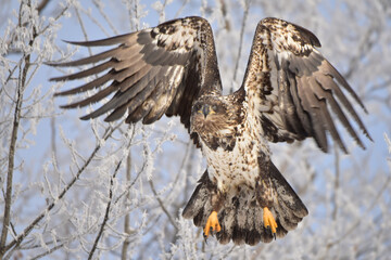 A juvenile bald eagle seems to wink with one nictitating membrane as it takes to the sky