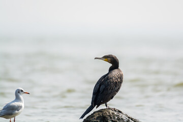 Great Cormorant, (Phalacrocorax carbo), standing on a stone in the sea in the city of Shenzhen, China