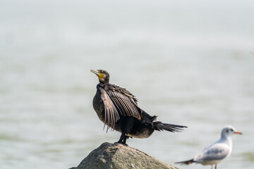 Great Cormorant, (Phalacrocorax carbo), standing on a stone in the sea in the city of Shenzhen, China