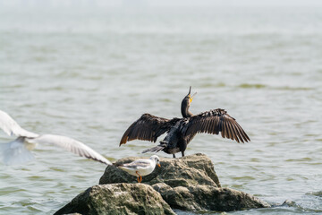 Great Cormorant, (Phalacrocorax carbo), standing on a stone in the sea in the city of Shenzhen, China