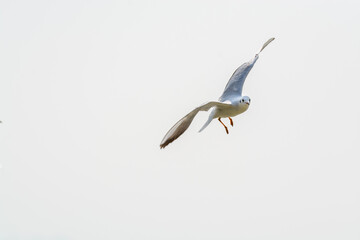 Fototapeta premium A white seagull soaring over the water at the stone at Shenzhen Bay, Guangdong, China