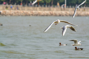 White seagulls flying over the water in Shenzhen Bay, Guangdong, China
