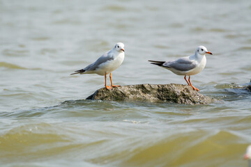 Two white seagulsl perching at the stone at Shenzhen Bay, China