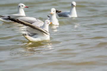 White seagulls flying over the water in Shenzhen Bay, Guangdong, China