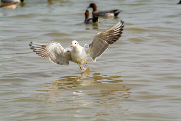 White seagulls flying over the water in Shenzhen Bay, Guangdong, China