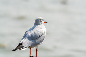 Fototapeta premium A white seagull perching at the stone at Shenzhen Bay, China