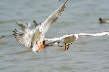 Fototapeta na wymiar White seagulls flying over the water in Shenzhen Bay, Guangdong, China