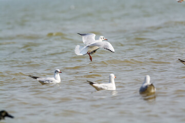 White seagulls flying over the water in Shenzhen Bay, Guangdong, China