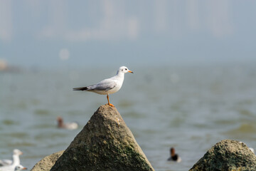 A white seagull perching at the stone at Shenzhen Bay, China