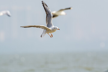 White seagulls flying over the water in Shenzhen Bay, Guangdong, China