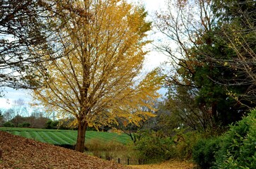イチョウの木　落ち葉　風景　秋
