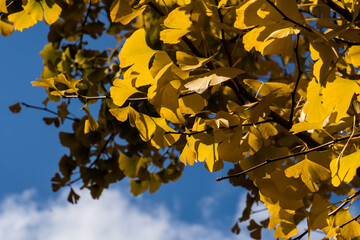 Yellow-colored Ginkgo Trees in Japan