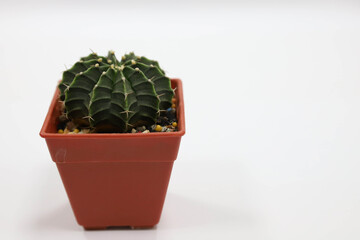 Gymnocalycium It was planted in a beautiful small pot.