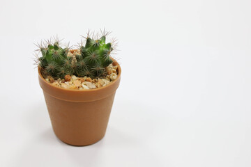 Mammillaria is a small tree. Planted in a pot set inside the house.