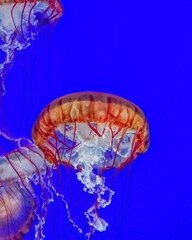 jellyfish in aquarium
