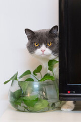 British Shorthair hiding in the corner looking at the camera