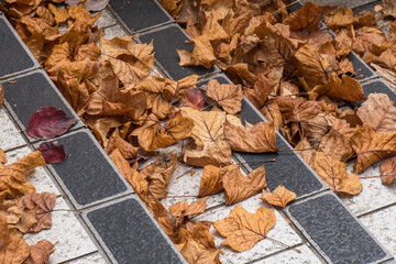 Dead leaves falling on the sidewalk tiles