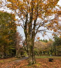 晩秋の樹木公園　欅