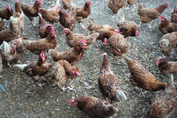 Crowd of chicken walking around the farm