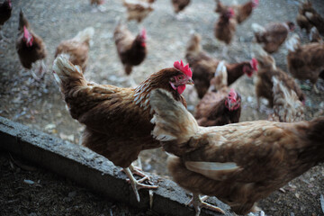 Selective focus on the head of chicken with blurred foreground and background of many chicken in the farm