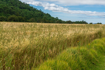 Field of wheat spring sunny day horizontal scenic view 