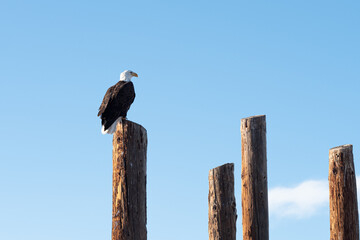 bird on a fence