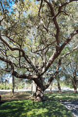 Autumn landscape of New Tampa in Florida