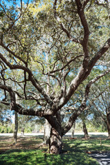 Big tall oak tree in Florida