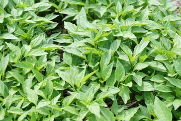 fresh green chili tree in nature garden