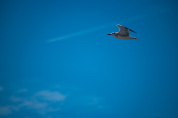 The journey of a single white bird through lue skies