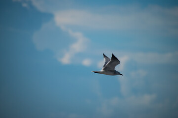 Fototapeta na wymiar Loan bird in the sky heading home