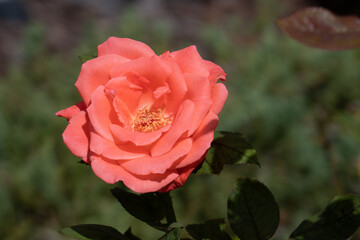 Red Rosa chinensis flower with green leaf	