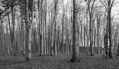 Beech forest in the autumn. During the golden hour time. Black and white photography.