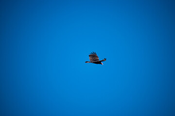Believe it or not, that is a turkey vulture