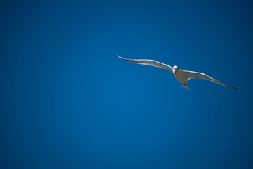 A beautiful white bird is headed our way
