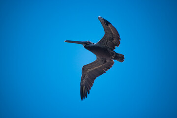 What the brown pelican looks like from below