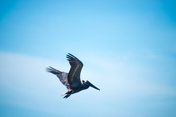 Obraz premium Bird taking off back into the sku