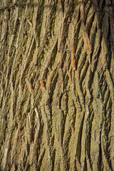 Bark of the Quercus cerris, the Turkey oak or Austrian oak. Texture. Abstract view.