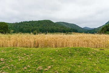 Obraz premium Field of wheat spring sunny day horizontal scenic view 